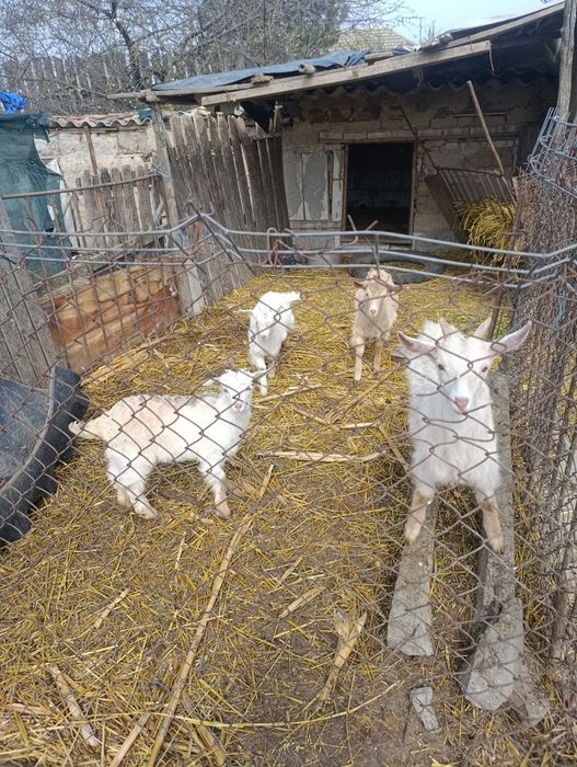 Vând doi țapi și două ieduțe.
