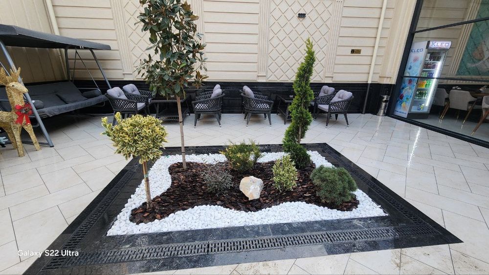 Газон,гул,дарахт