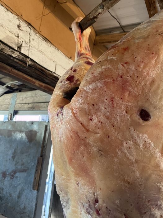 Семіз Байтал сатылады