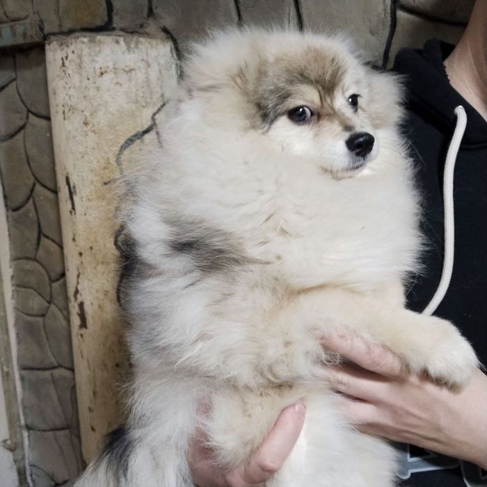 Щенок немного шпица