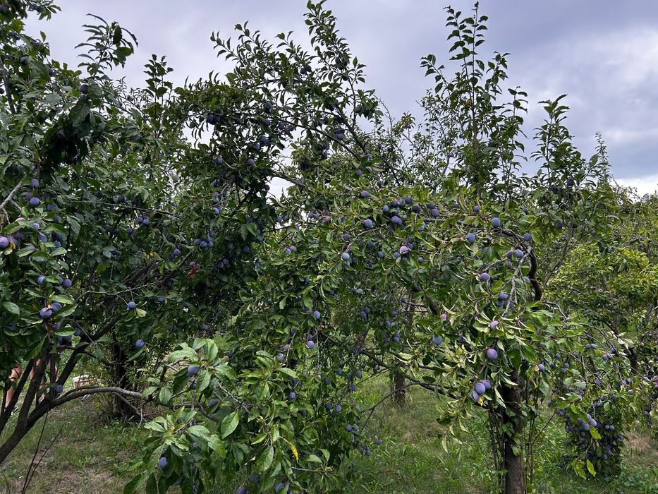 Prune Anna Späth