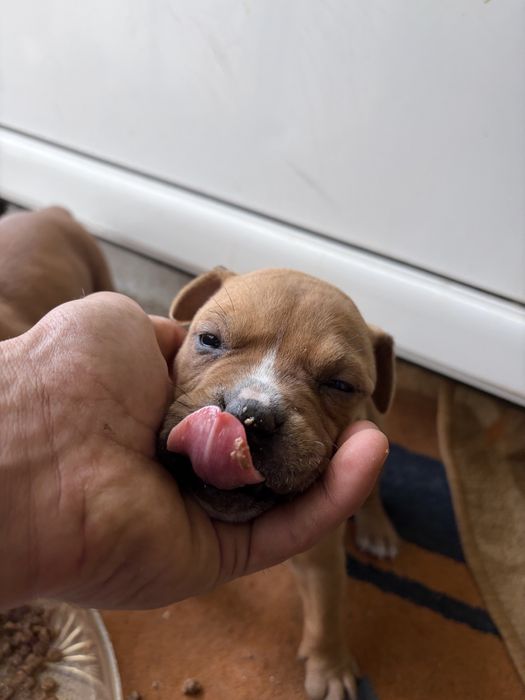 Продават се малки питбули