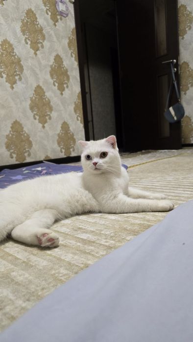 Шотландский скоттиш фолд