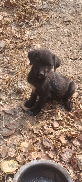 Лабродор смешаный