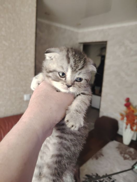 Шотландские котятки
