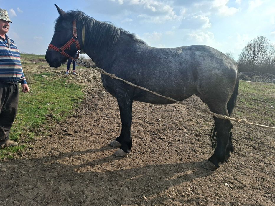 Vand manza, 3 ani si 8 luni!