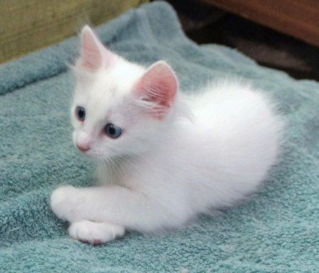 Продаются котята!