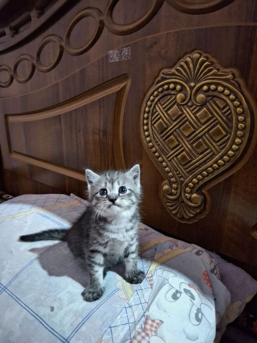 mushuk sotiladi zotli