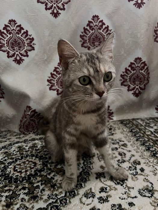 отдам даром кошку девочку