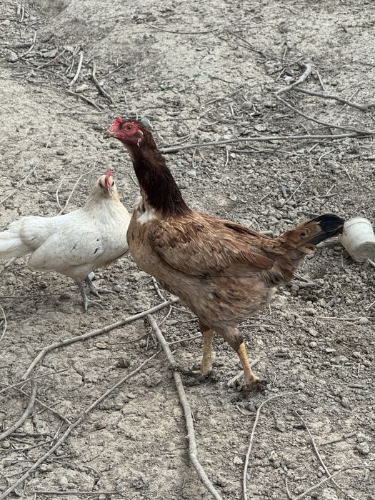 Петухи и курыца домашние