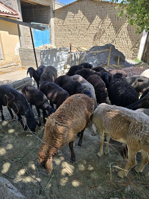 Qurbonlikka Qo’shrobot Qo’chqorlari