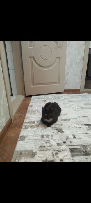 Отдам кошечку в добрые руки