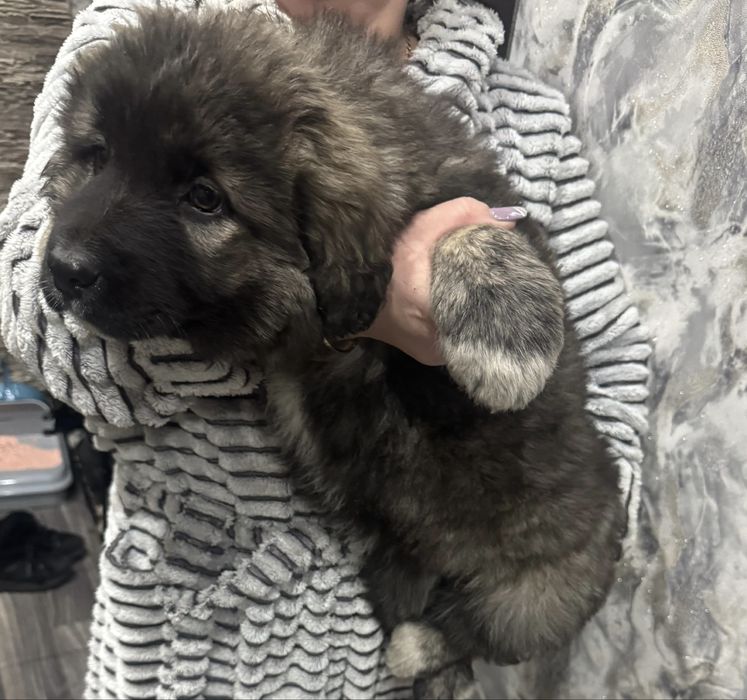 Щенок 2 мес девочка