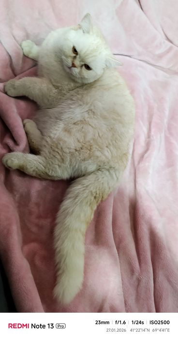 Вязка. Nasl olish