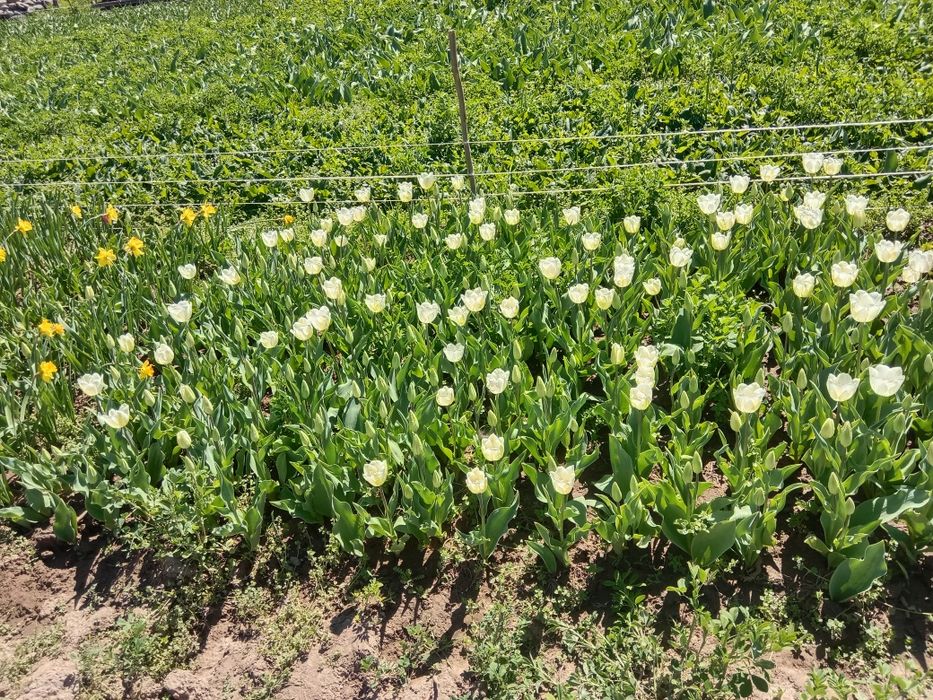 Садовник боғбон ишларини бажарамиз
