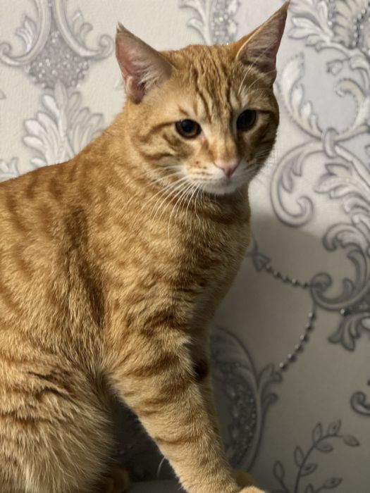 Mushuk vyaskaga beriladi