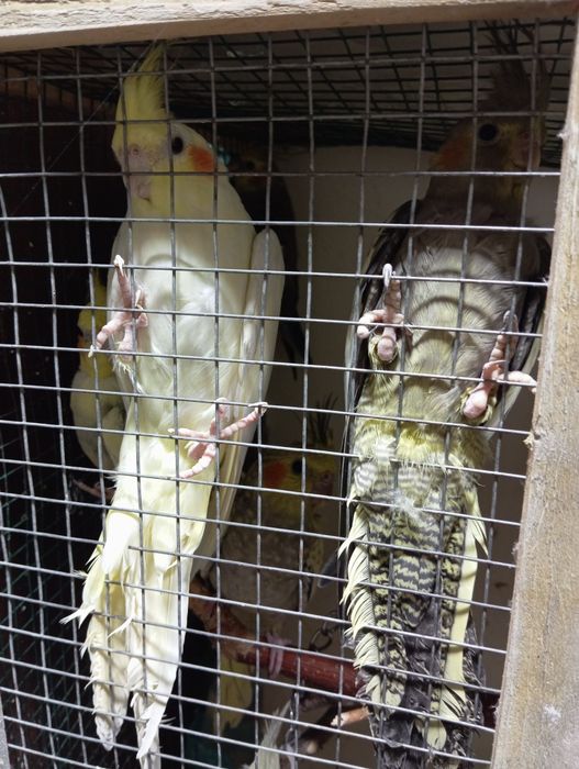 Попугай Кралла. Молодняк