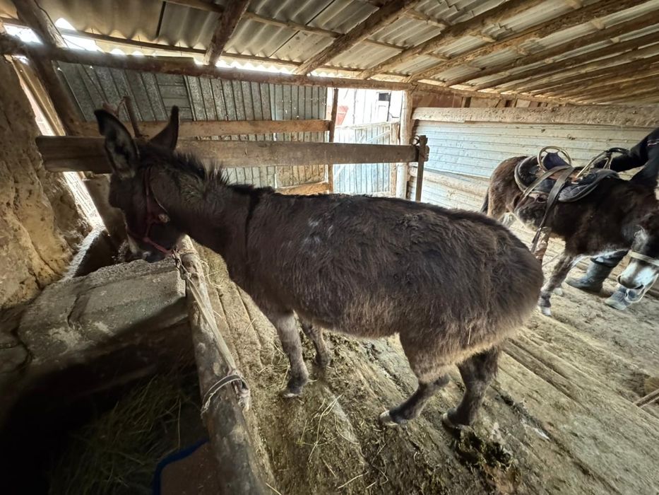 Ешек сатылады келісімі бар