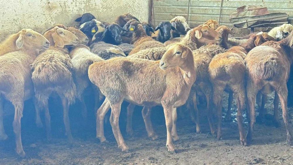 Продам овец, баранов, овцематок.