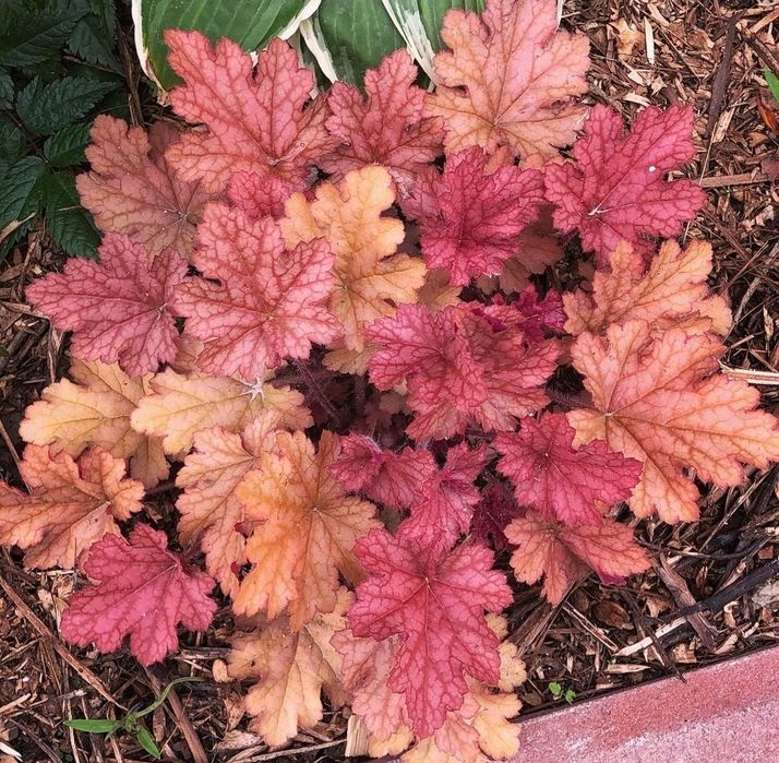 Гейхеры многолетние растения