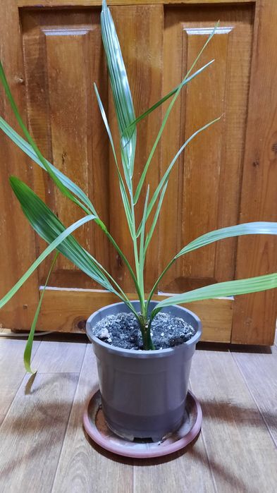 Продам пальму финиковую