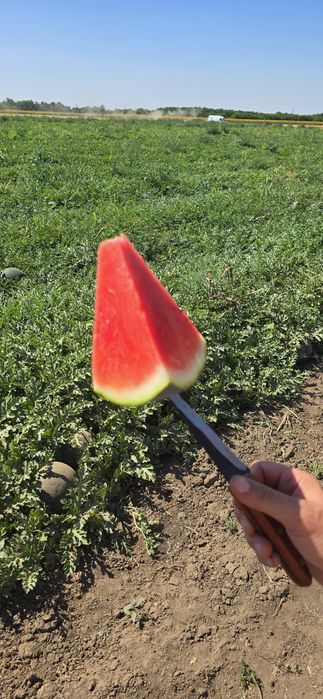 Vând Pepeni baroneasa