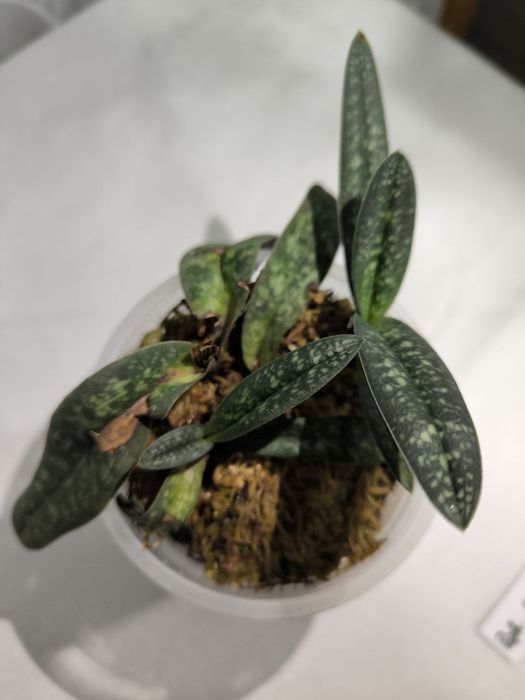 Орхидея пафиопедилум 
(PAPHIOPEDILUM ARMENIACUM)