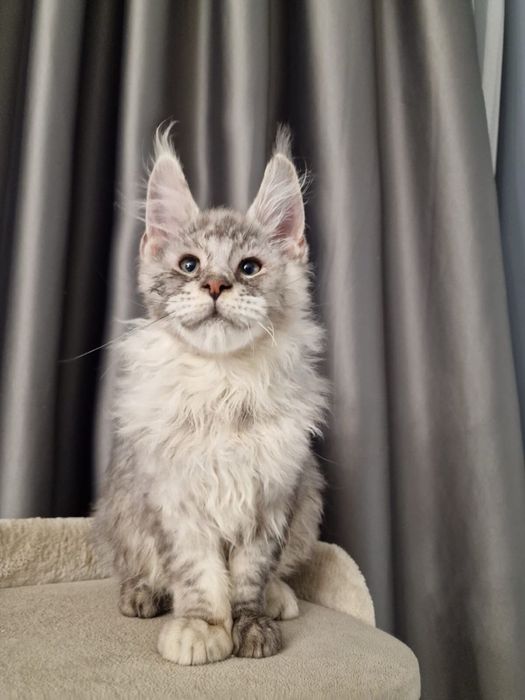 Чистокровные  супер Мейн Куны! Срочно !