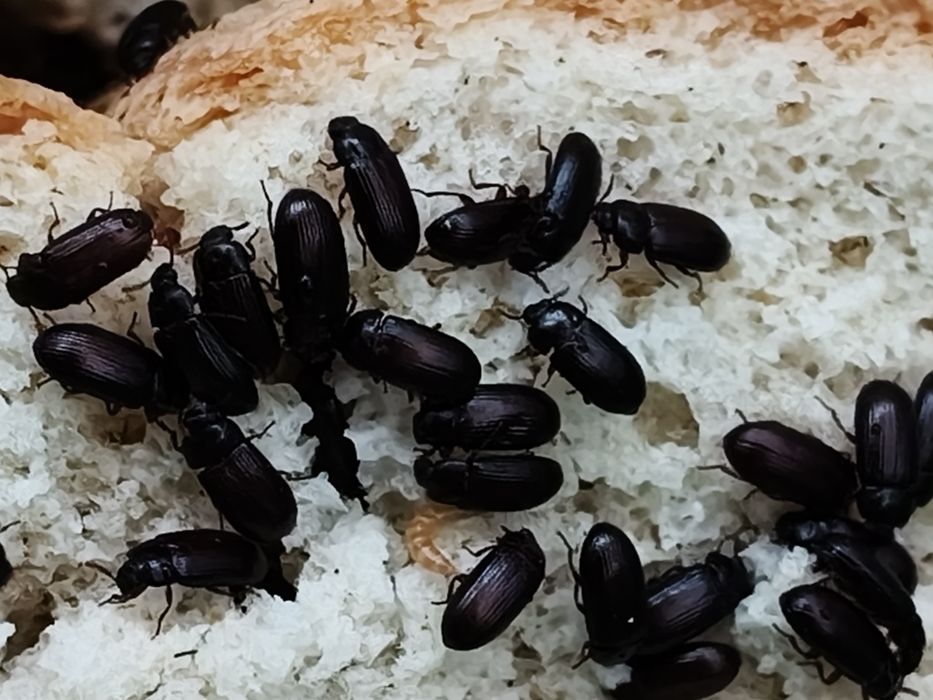 Лечебный,, Жук -знахарь"