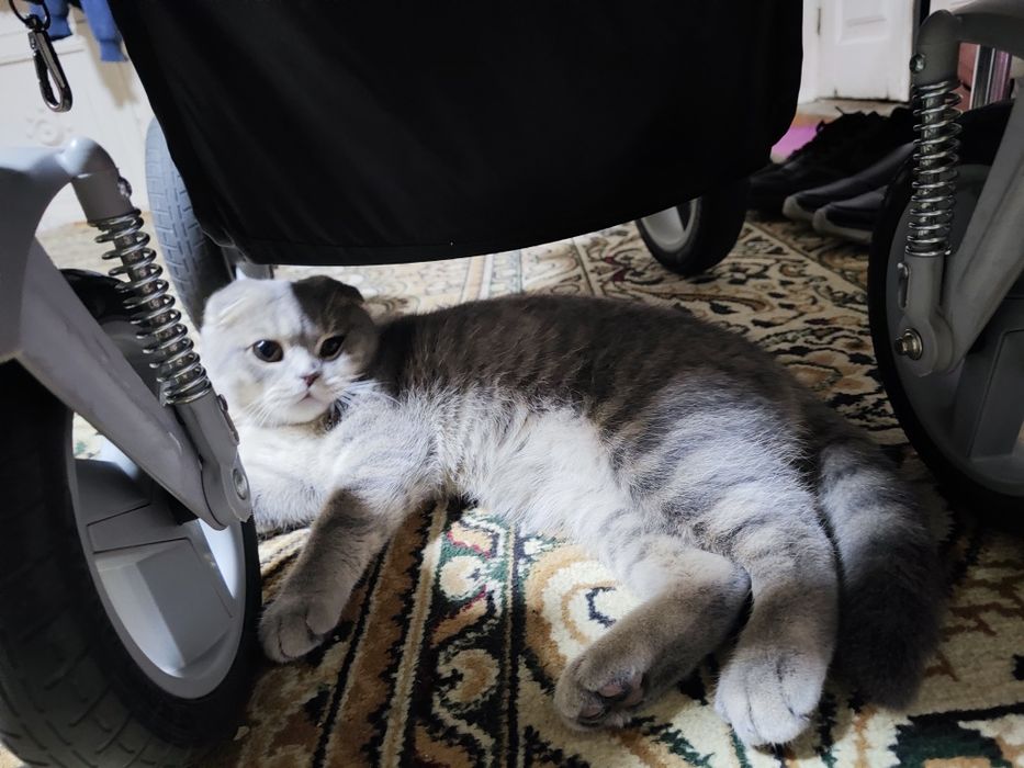 Scottish Fold...