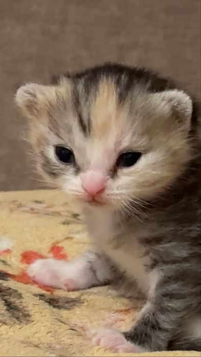 Котята девочка и мальчик)(