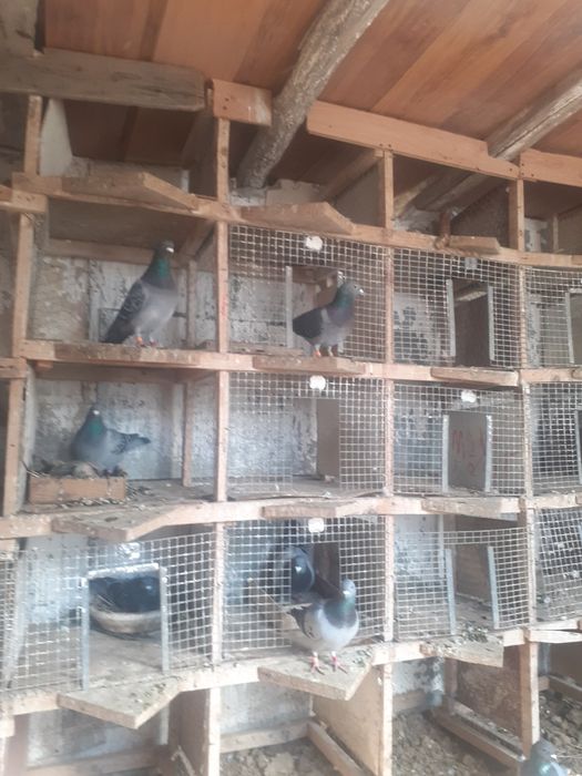 porumbei de vinzare 15 lei buc