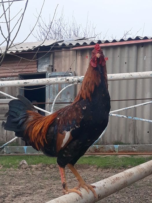 Сұлтан  Байсбаев 9