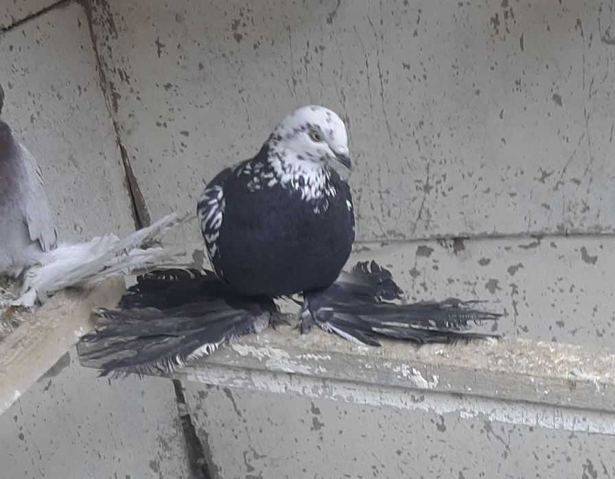 Продам Сочиху голубку