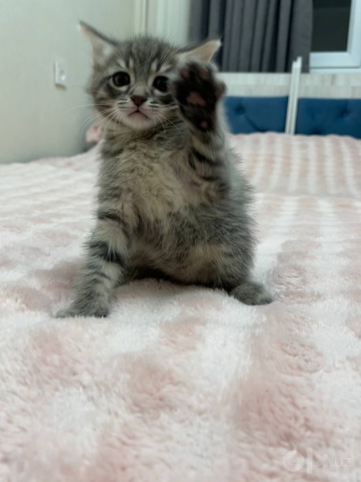 Котонек в хорошие руки