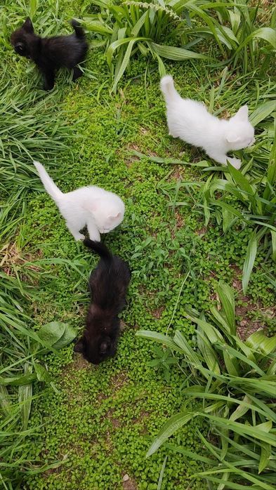 котята для радости и любви