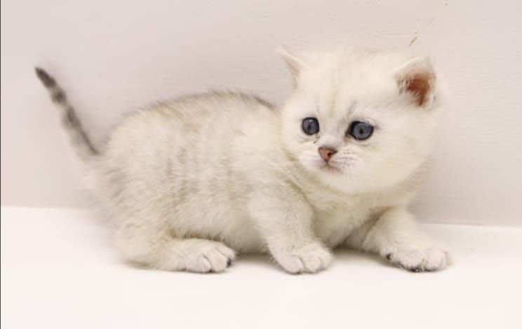 Бриташки очаровашки  зеленоглазые