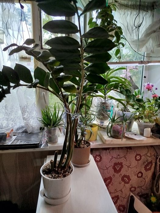 Замиокулькас денежное дерево