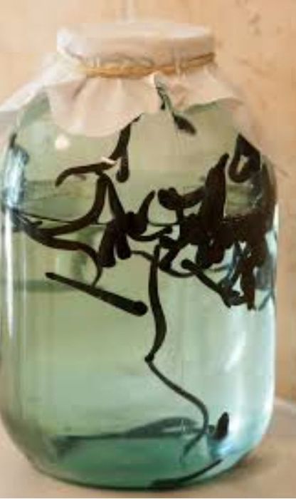 Тиббий  ЗУЛУКЛАР.  МедицинскиеПИЯВКИ