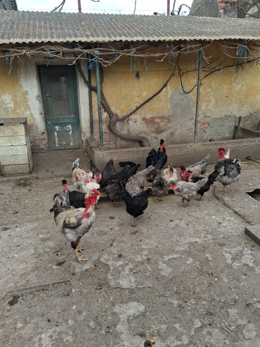 Ouă de incubat de la găinile din imagine