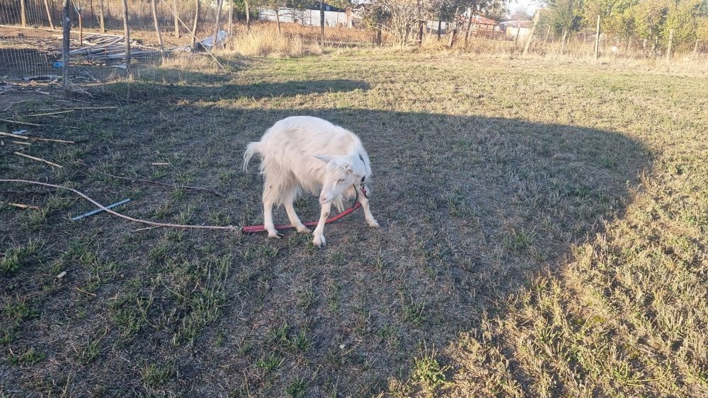 capra cu trei iezi