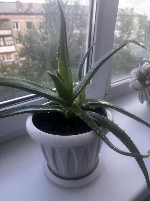 Продам комнатные цветы