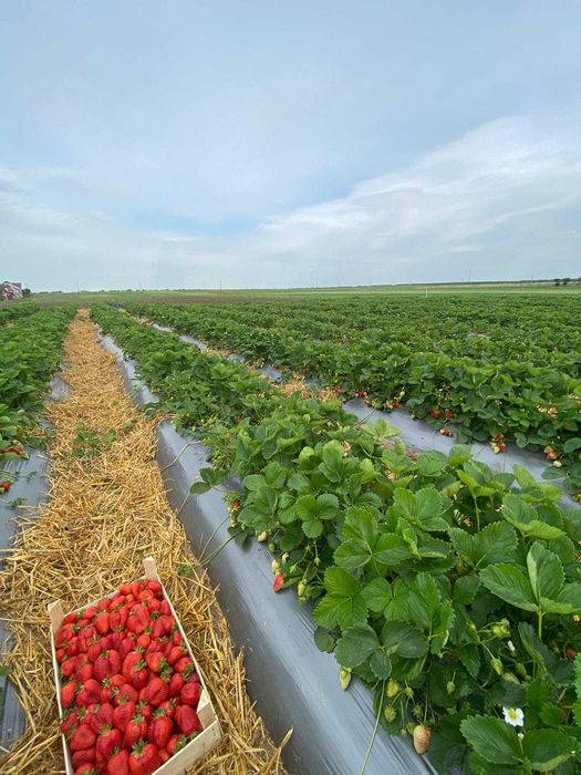 Capsuni stoloni productie tot timpul anului ,albion, alba