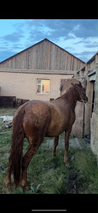 Лошадь животные.