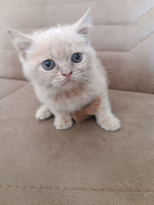 Котята породы Скоттиш Страйт — 1,5 месяца