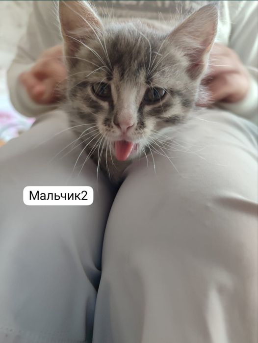 котята в добрые руки!