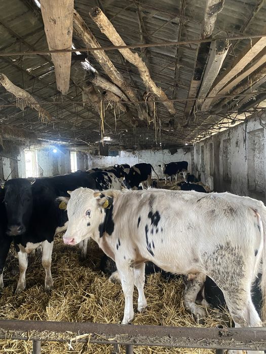 Vând 20 viței foarte bine îngrijiți ,femele și masculi,diferite varste