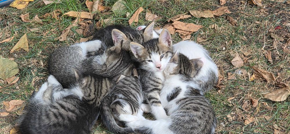 Подарявам малки котенца