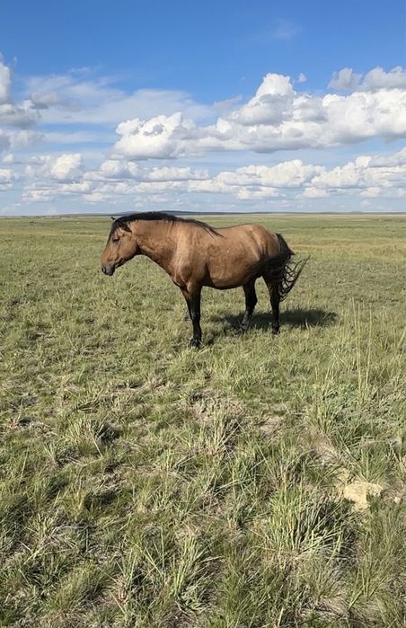 Жеребец Мугалжар