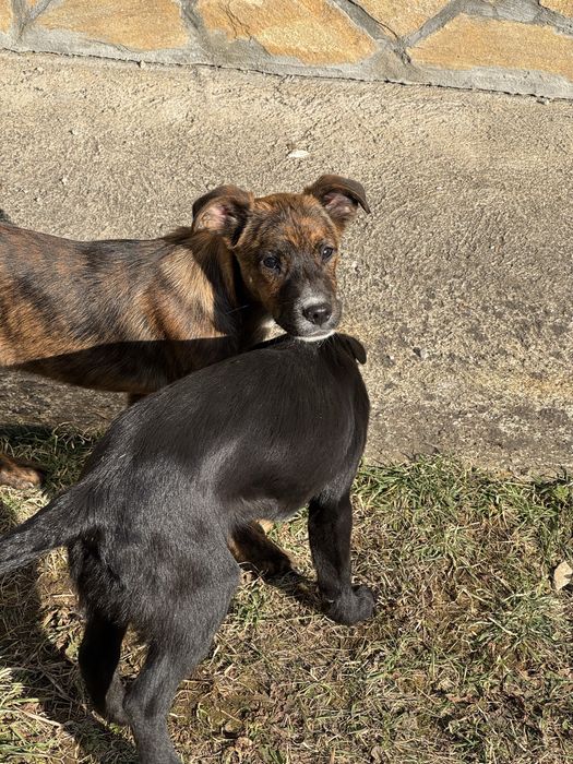 Осинови кученце